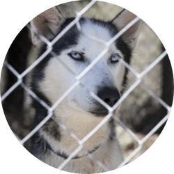 Dog Kennel Fencing | Kelowna Chainlink Fences & Gates Dog Kennel Fencing | Kelowna Chainlink Fences & Gates