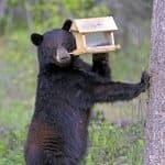 A black bear enters the yard of a home owner in Kelowna and causes damage