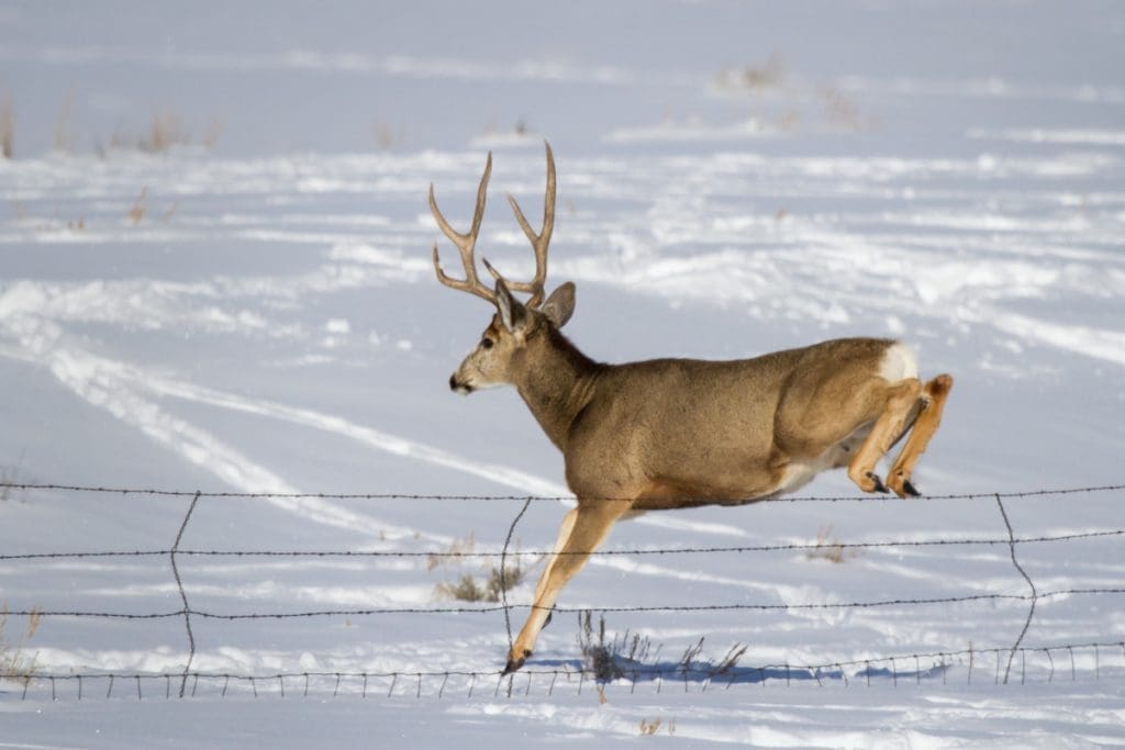 Is Your Property Animal Proof? Quality Chain Link Fencing Can Help