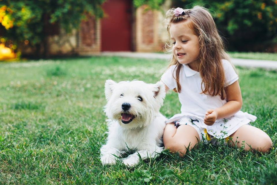 Why to Get a Residential Fence