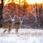 Okanagan Wildlife, Bears and Deer: Fencing Solutions to Protect Your Yard