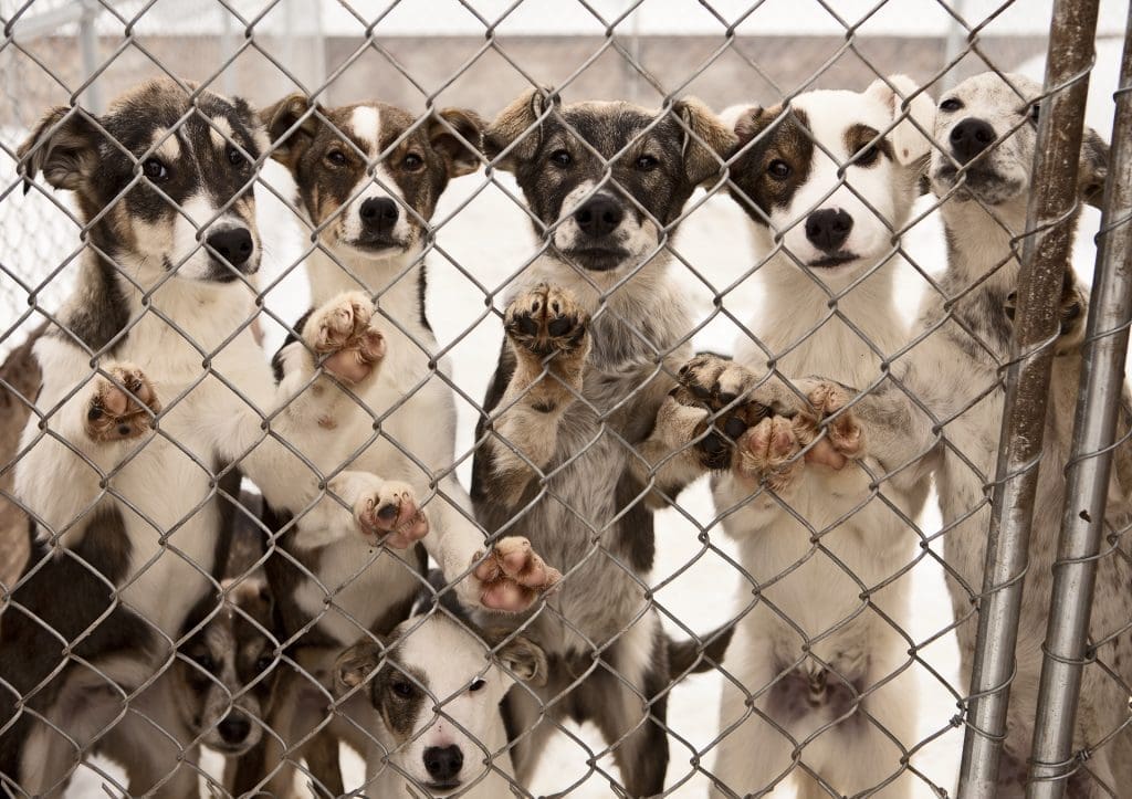 Kennel Solutions: Heavy Duty Chain Link Fence Security For Your Dog