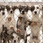 Kennel Solutions: Heavy Duty Chain Link Fence Security For Your Dog