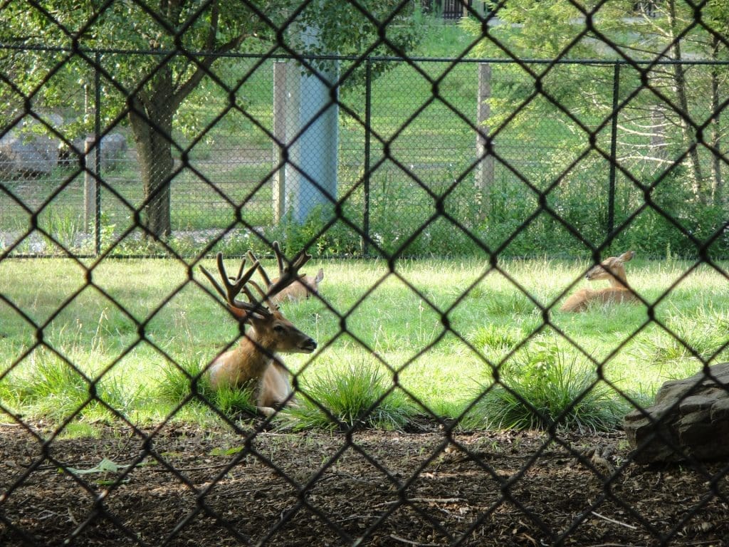 Neighbour Fences In Kelowna: Get the Facts