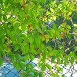 Your Garden Fence Reimagined