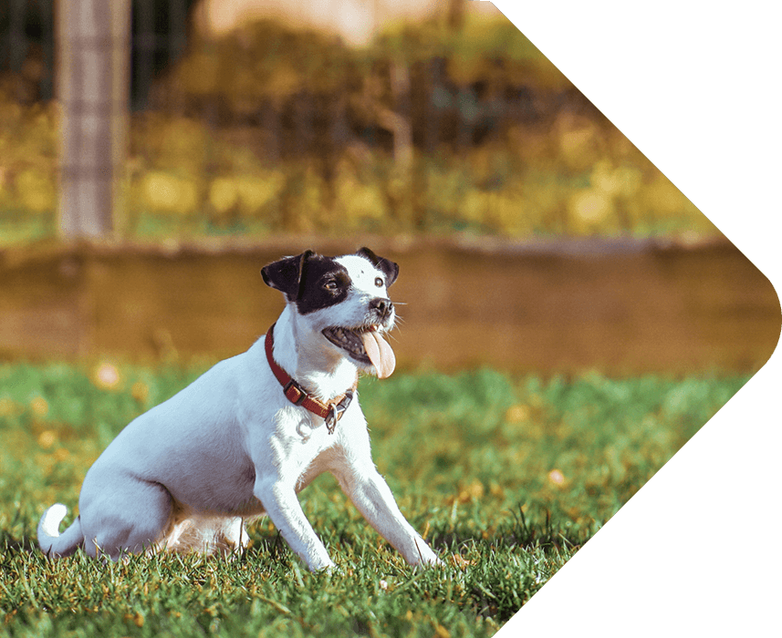 kelowna dog in chain link fence yard